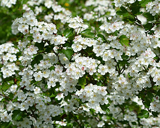 Foto Kirschblüte